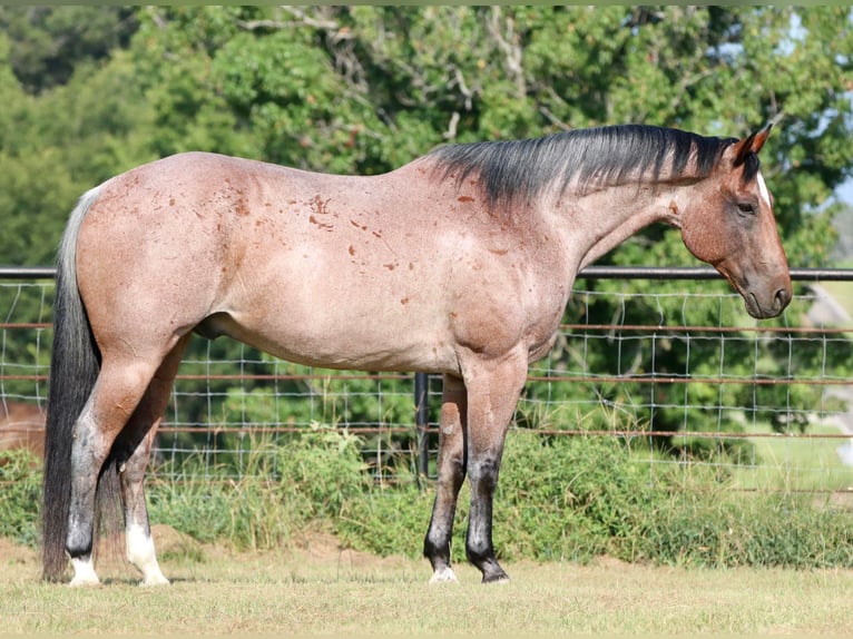American Quarter Horse Wałach 13 lat Kasztanowatodereszowata in Canton TX