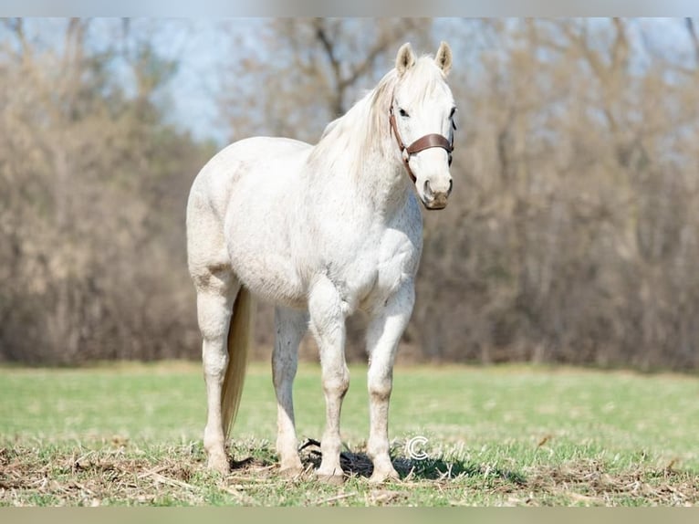 American Quarter Horse Wałach 13 lat Siwa in Boyceville, WI