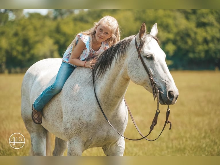 American Quarter Horse Wałach 13 lat Siwa in Weatherford, TX