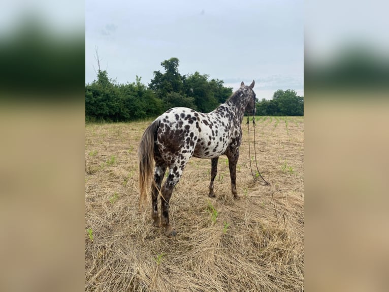 American Quarter Horse Wałach 14 lat 140 cm Ciemnokasztanowata in West LIberty Ky