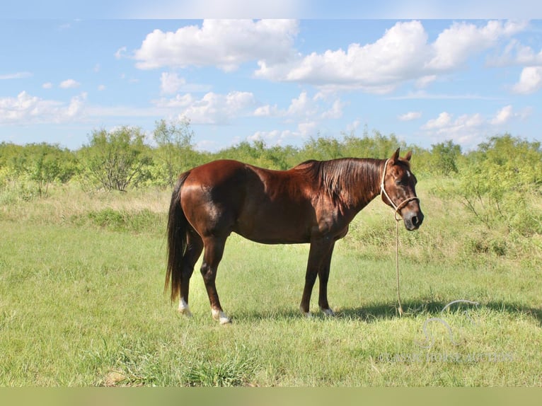 American Quarter Horse Wałach 14 lat 142 cm Ciemnokasztanowata in Graham, TX