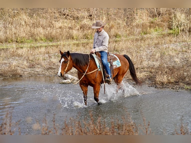 American Quarter Horse Wałach 14 lat 147 cm Gniada in Valley Springs, SD