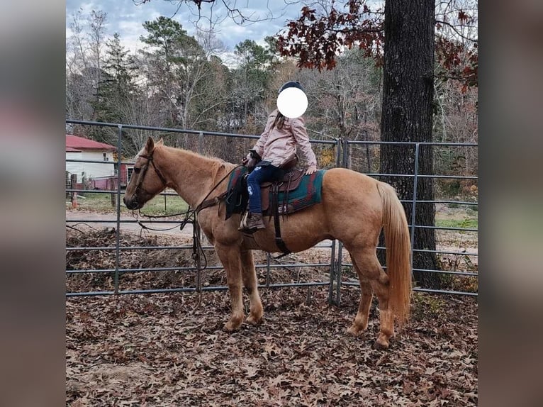 American Quarter Horse Wałach 14 lat 147 cm Izabelowata in Jefferson