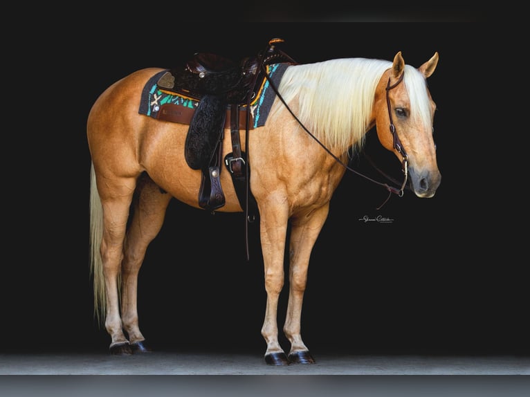 American Quarter Horse Wałach 14 lat 147 cm Izabelowata in Brooksville FL
