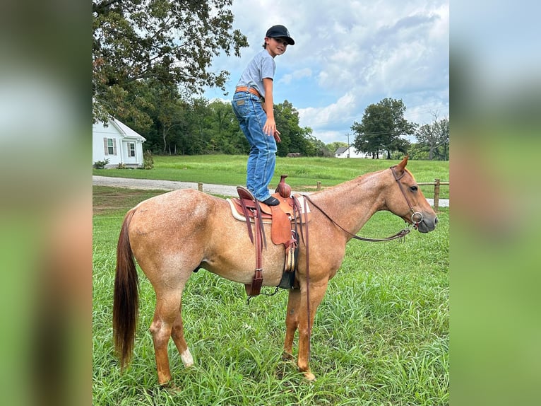 American Quarter Horse Wałach 14 lat 147 cm Kasztanowatodereszowata in Auburn Ky