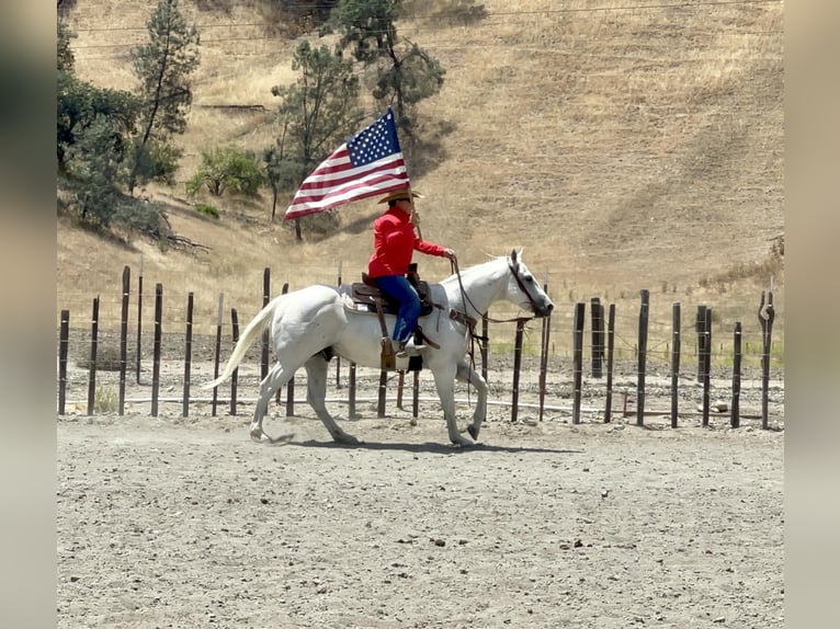 American Quarter Horse Wałach 14 lat 147 cm Siwa in Paso Robles CA