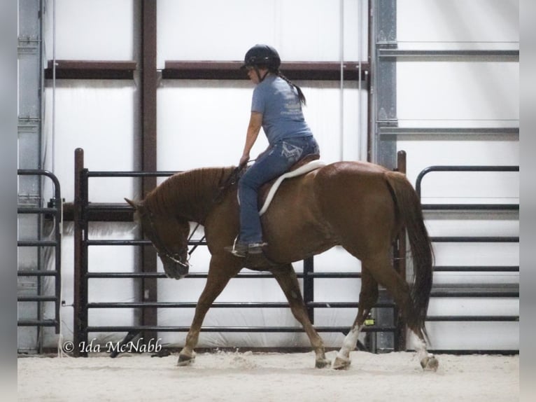 American Quarter Horse Wałach 14 lat 150 cm Cisawa in Cody, WY