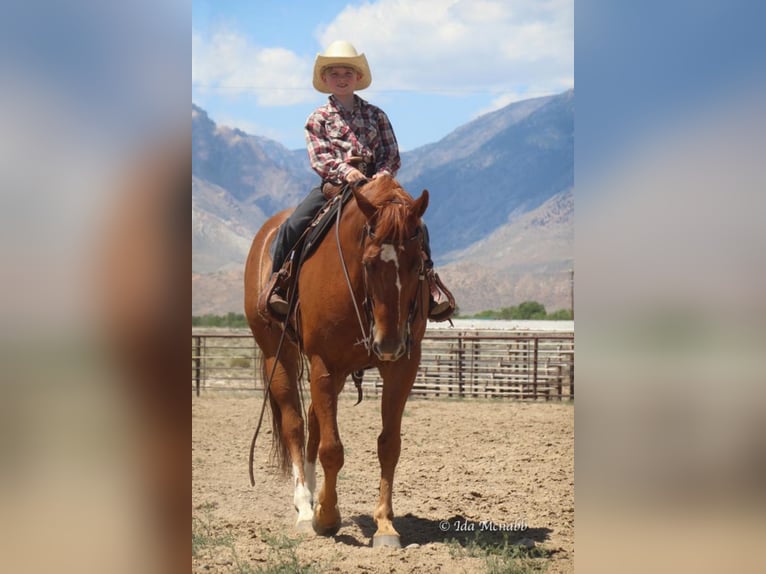 American Quarter Horse Wałach 14 lat 150 cm Cisawa in Cody, WY