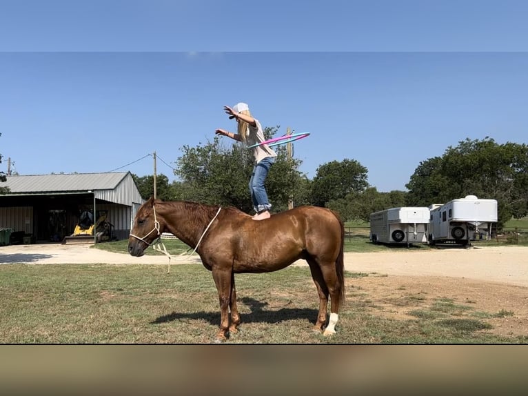 American Quarter Horse Wałach 14 lat 150 cm Cisawa in Joshua, TX