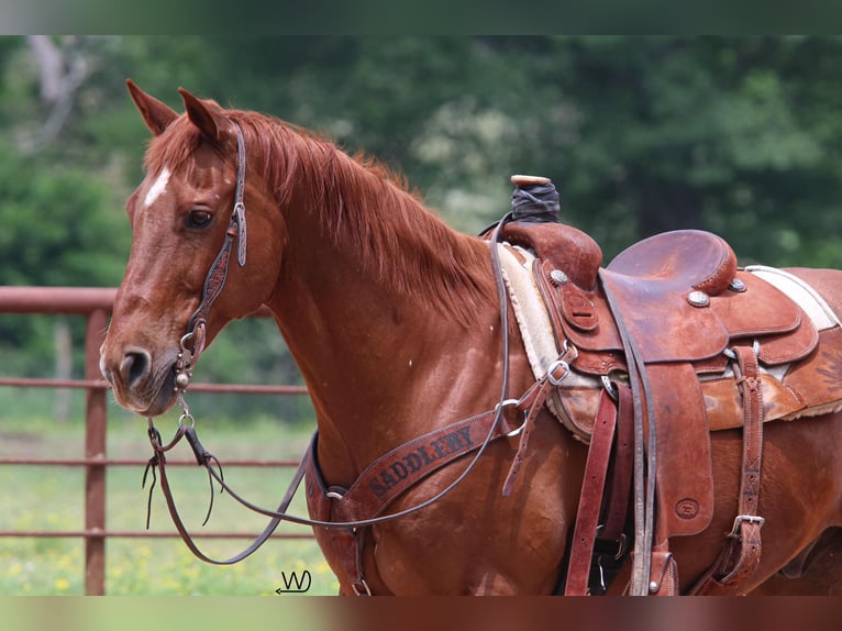 American Quarter Horse Wałach 14 lat 150 cm Cisawa in Pollok
