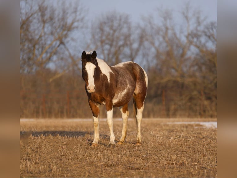 American Quarter Horse Wałach 14 lat 150 cm Gniadodereszowata in Carrolton, Mo