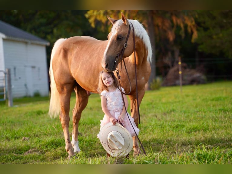 American Quarter Horse Wałach 14 lat 150 cm Izabelowata in Valley Springs, SD