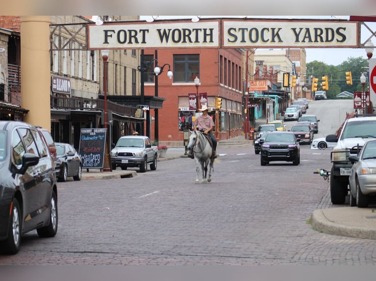 American Quarter Horse Wałach 14 lat 150 cm Siwa jabłkowita in Morgan Mill TX