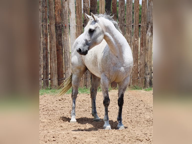 American Quarter Horse Wałach 14 lat 150 cm Siwa jabłkowita in Morgan Mill TX