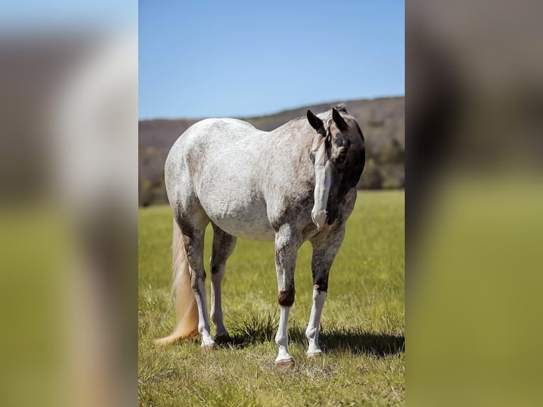 American Quarter Horse Wałach 14 lat 150 cm Siwa in Mt HOpe AL