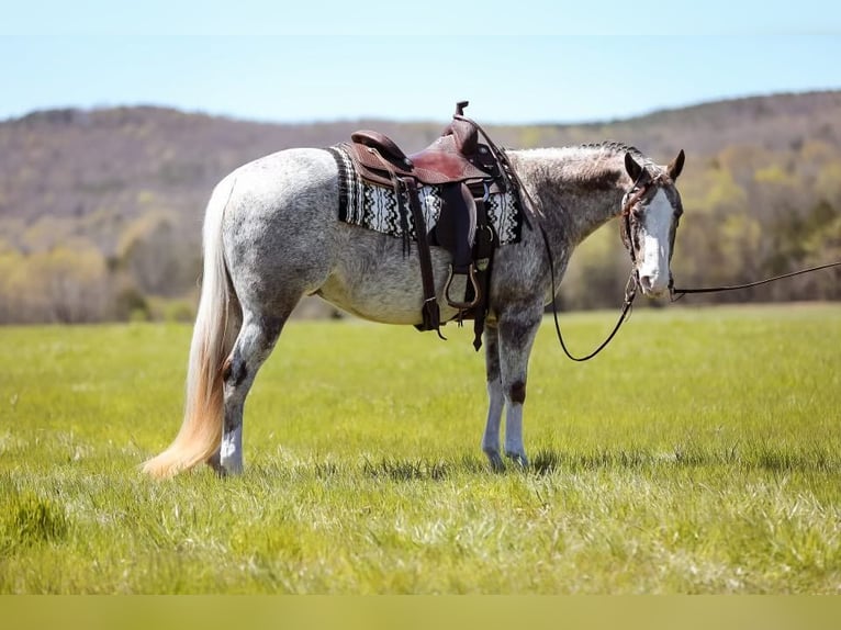 American Quarter Horse Wałach 14 lat 150 cm Siwa in Mt HOpe AL