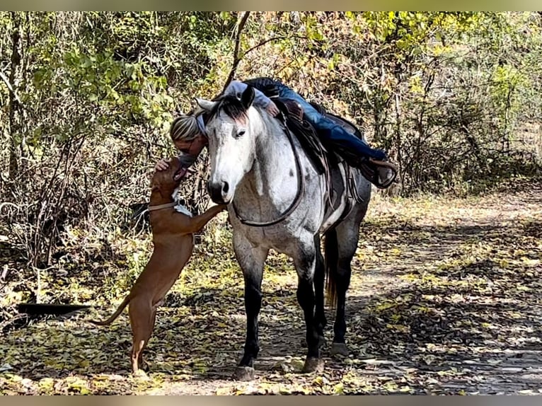American Quarter Horse Wałach 14 lat 150 cm Siwa in Ravenna TX