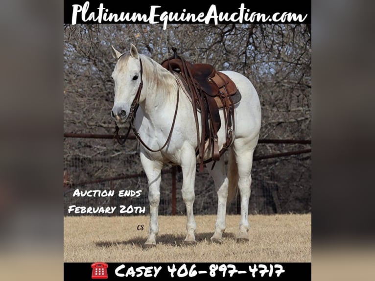 American Quarter Horse Wałach 14 lat 150 cm Siwa in Jacksboro, TX