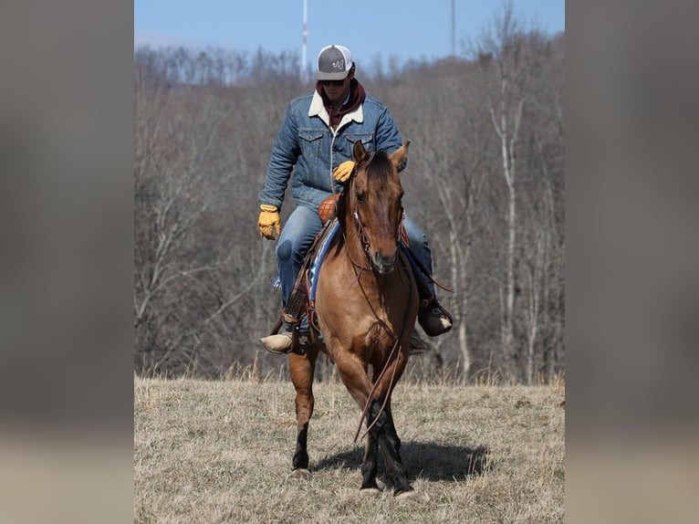 American Quarter Horse Wałach 14 lat 152 cm Bułana in Brodhead KY