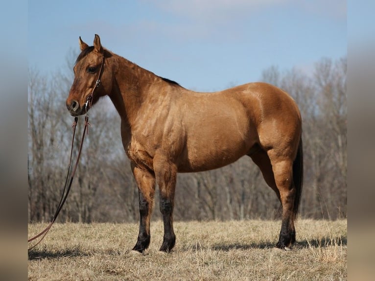 American Quarter Horse Wałach 14 lat 152 cm Bułana in Brodhead KY