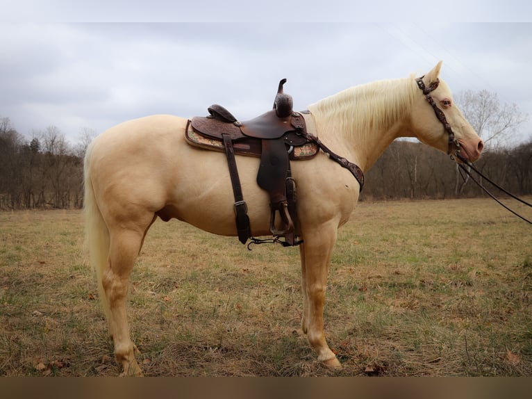 American Quarter Horse Wałach 14 lat 152 cm Cremello in Hillsboro KY