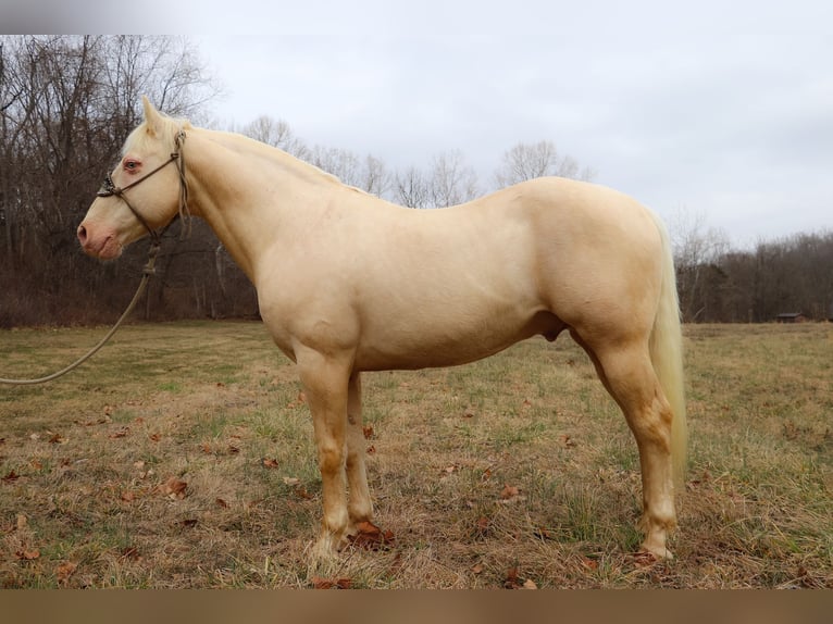 American Quarter Horse Wałach 14 lat 152 cm Cremello in Hillsboro KY