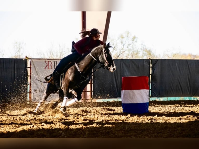 American Quarter Horse Wałach 14 lat 152 cm Gniada in Breckenridge TX