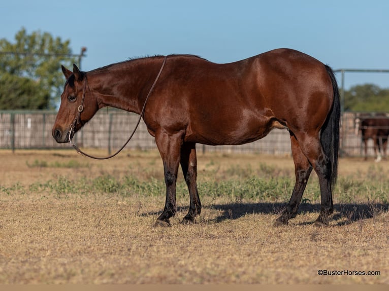 American Quarter Horse Wałach 14 lat 152 cm Gniada in Weatherford TX