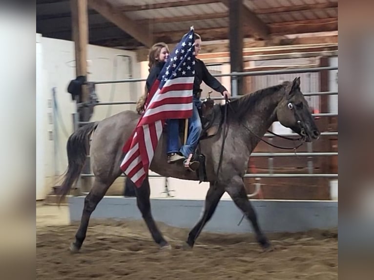 American Quarter Horse Wałach 14 lat 152 cm Grullo in Robards, KY