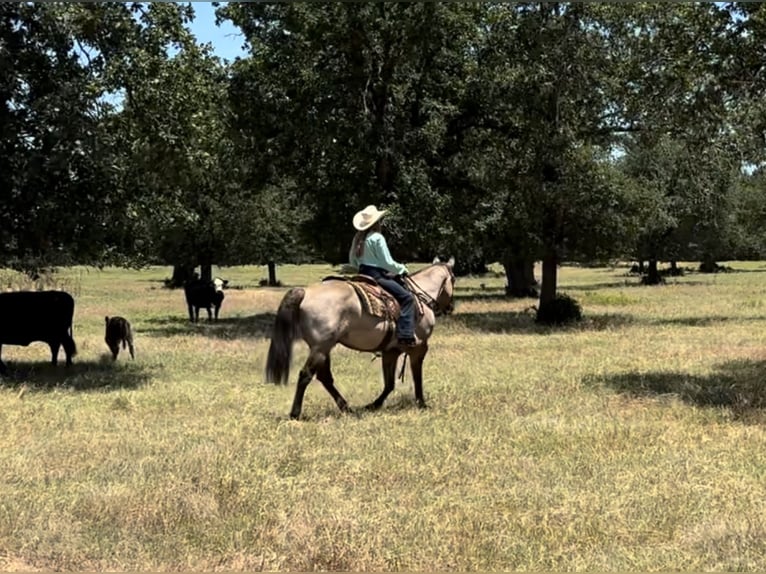 American Quarter Horse Wałach 14 lat 152 cm Grullo in Lipan