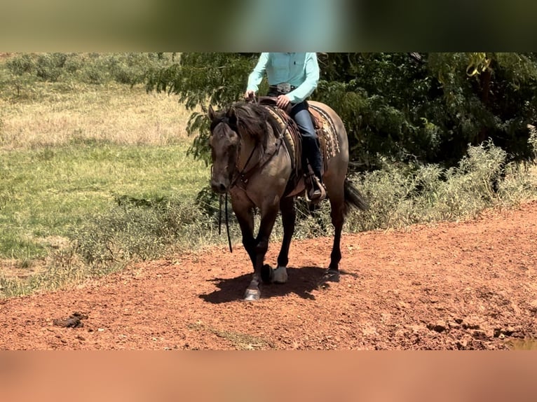 American Quarter Horse Wałach 14 lat 152 cm Grullo in Lipan