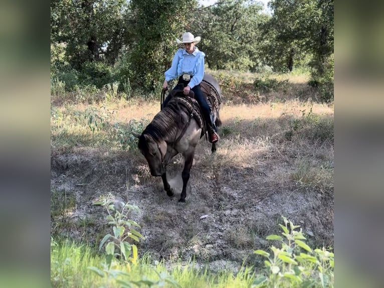 American Quarter Horse Wałach 14 lat 152 cm Grullo in Lipan