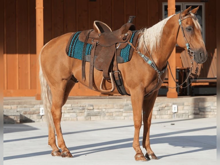 American Quarter Horse Mix Wałach 14 lat 152 cm Izabelowata in Needmore, PA