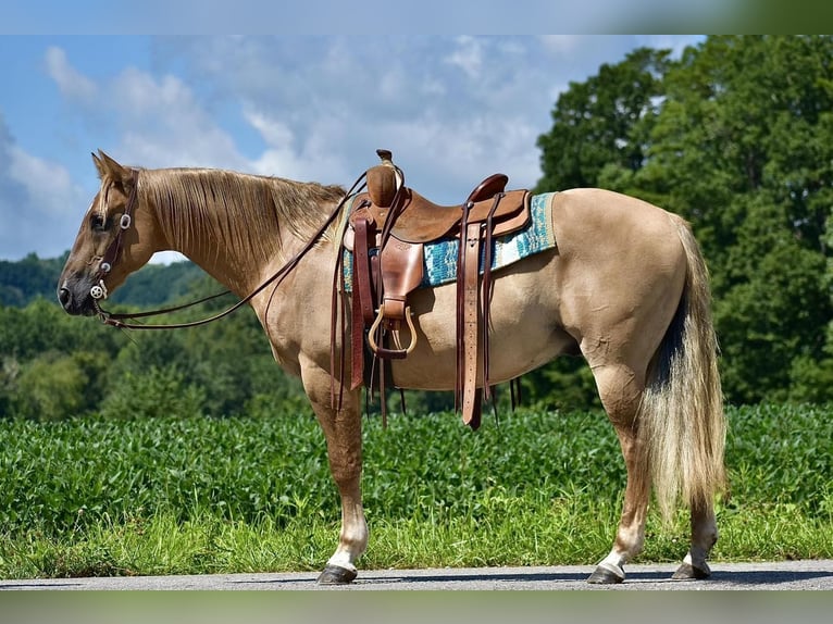 American Quarter Horse Wałach 14 lat 152 cm Izabelowata in Crab Orchard, KY