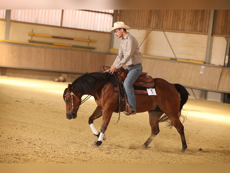 American Quarter Horse Wałach 14 lat 152 cm Jasnogniada in Bottrop