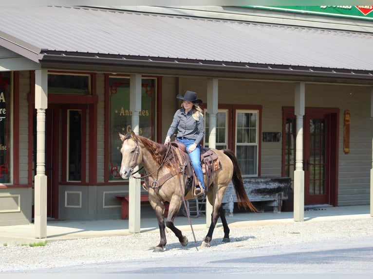 American Quarter Horse Wałach 14 lat 152 cm Jelenia in Clarion, PA
