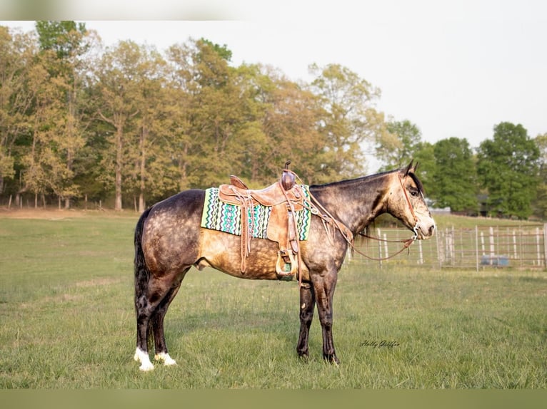 American Quarter Horse Wałach 14 lat 152 cm Jelenia in Greenville, KY