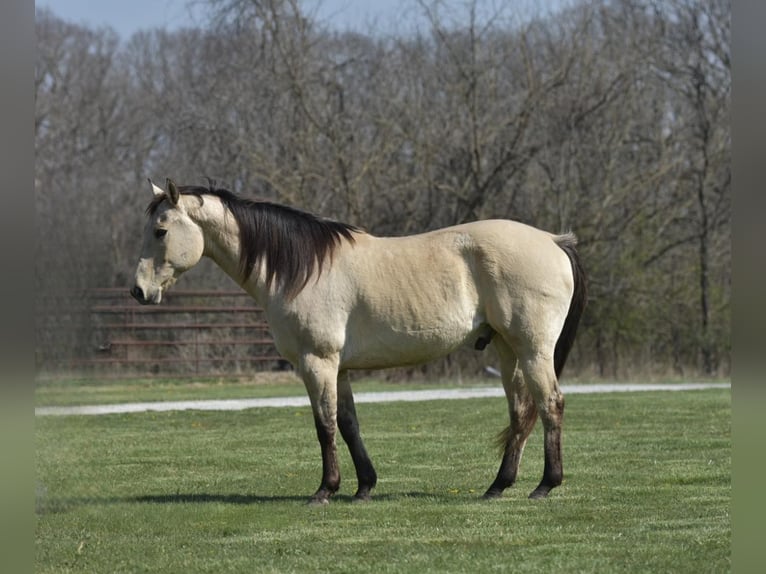 American Quarter Horse Wałach 14 lat 152 cm Jelenia in LIsbon IA