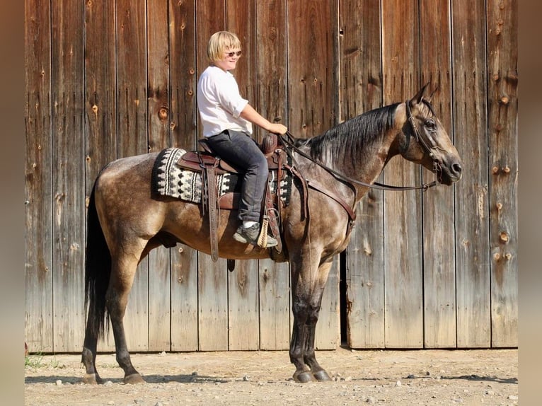American Quarter Horse Mix Wałach 14 lat 152 cm in Beaver Springs, PA