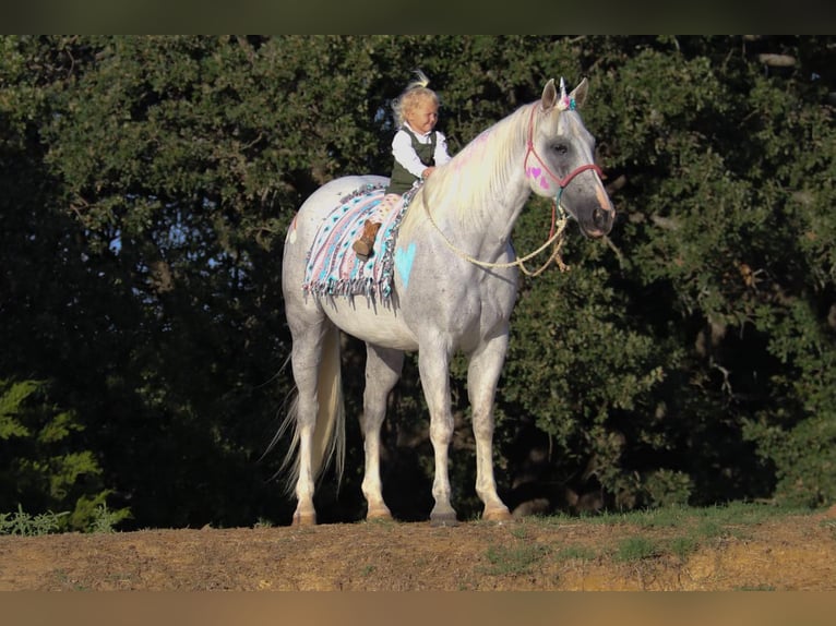 American Quarter Horse Wałach 14 lat 152 cm Siwa in Cleburne TX
