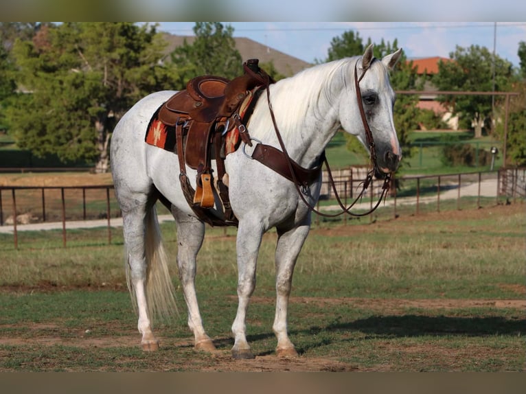 American Quarter Horse Wałach 14 lat 152 cm Siwa in Cleburne TX