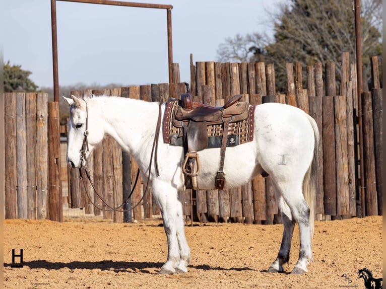 American Quarter Horse Wałach 14 lat 152 cm Stalowosiwy in Joshua, TX