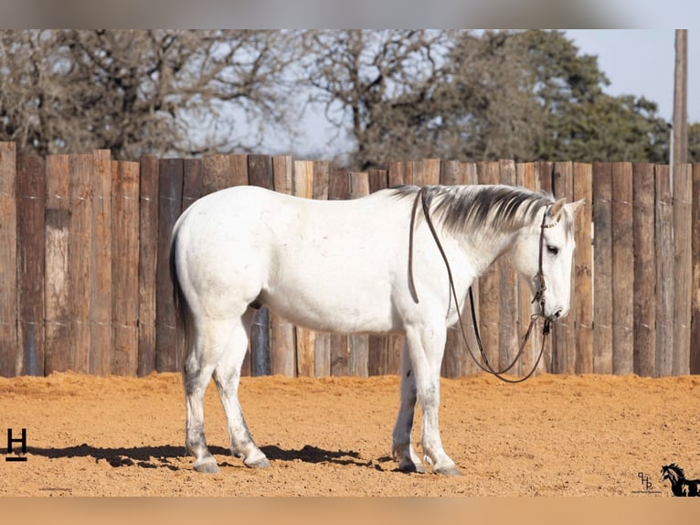 American Quarter Horse Wałach 14 lat 152 cm Stalowosiwy in Joshua, TX