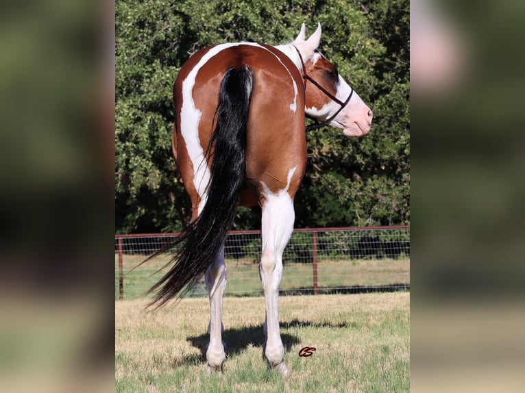 American Quarter Horse Wałach 14 lat 152 cm Tobiano wszelkich maści in Jacksboro TX