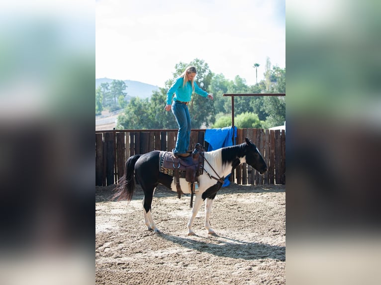 American Quarter Horse Wałach 14 lat 152 cm Tobiano wszelkich maści in Murietta  CA