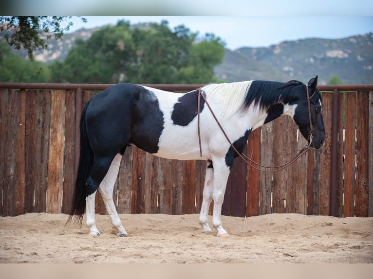 American Quarter Horse Wałach 14 lat 152 cm Tobiano wszelkich maści in Murietta  CA