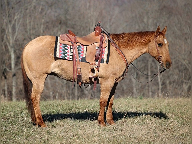 American Quarter Horse Wałach 14 lat 155 cm Bułana in Brodhead KY