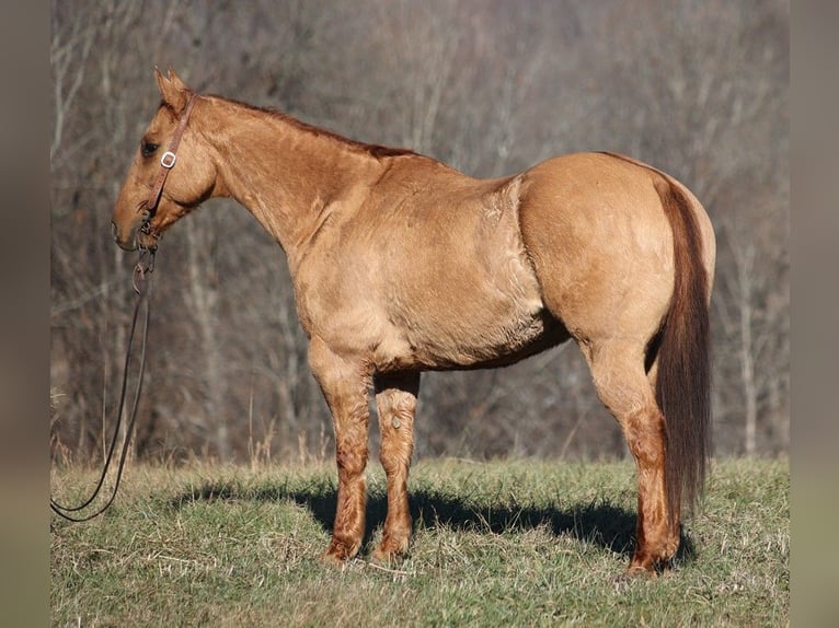 American Quarter Horse Wałach 14 lat 155 cm Bułana in Brodhead KY