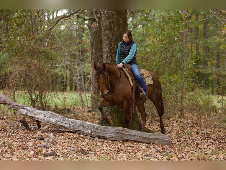 American Quarter Horse Wałach 14 lat 155 cm Ciemnokasztanowata in Rusk Tx