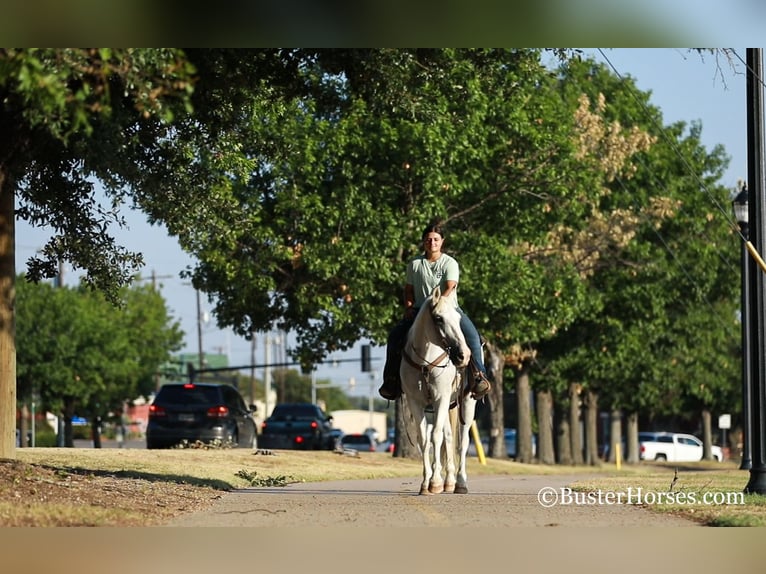 American Quarter Horse Wałach 14 lat 155 cm Siwa in Weatherford, TX